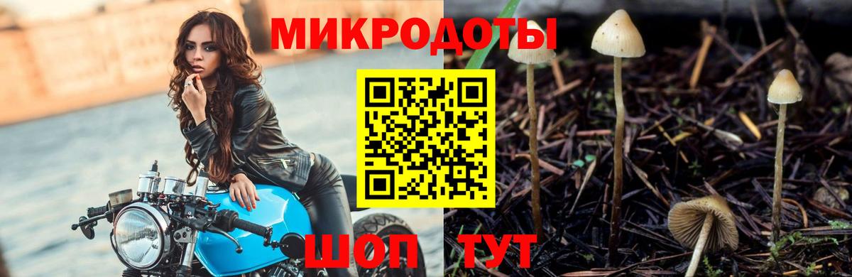 Псилоцибиновые грибы Cubensis Камышин